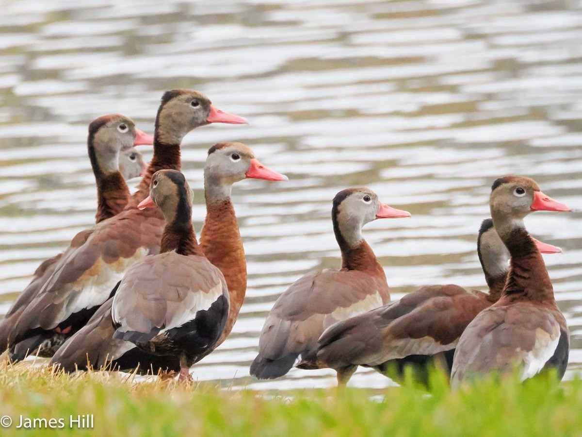 Black-bellied Whistling-Duck - James Hill
