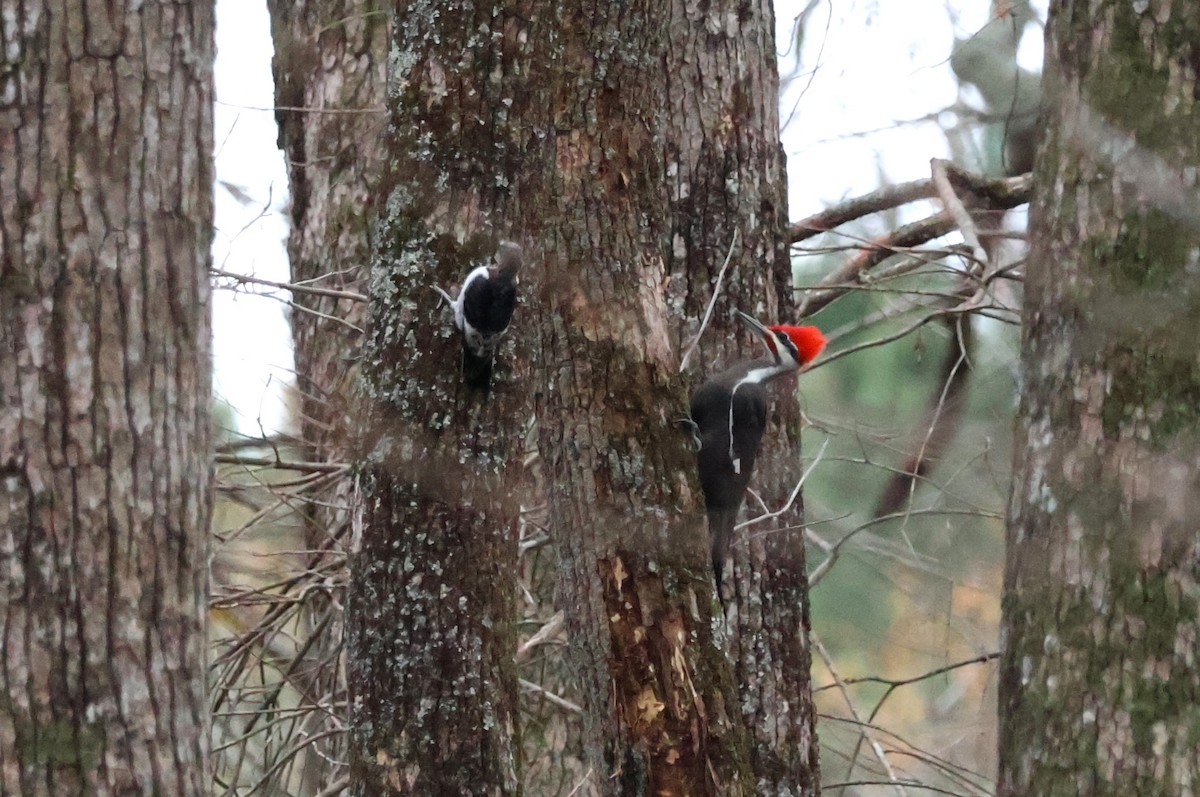 Pileated Woodpecker - ML612420316