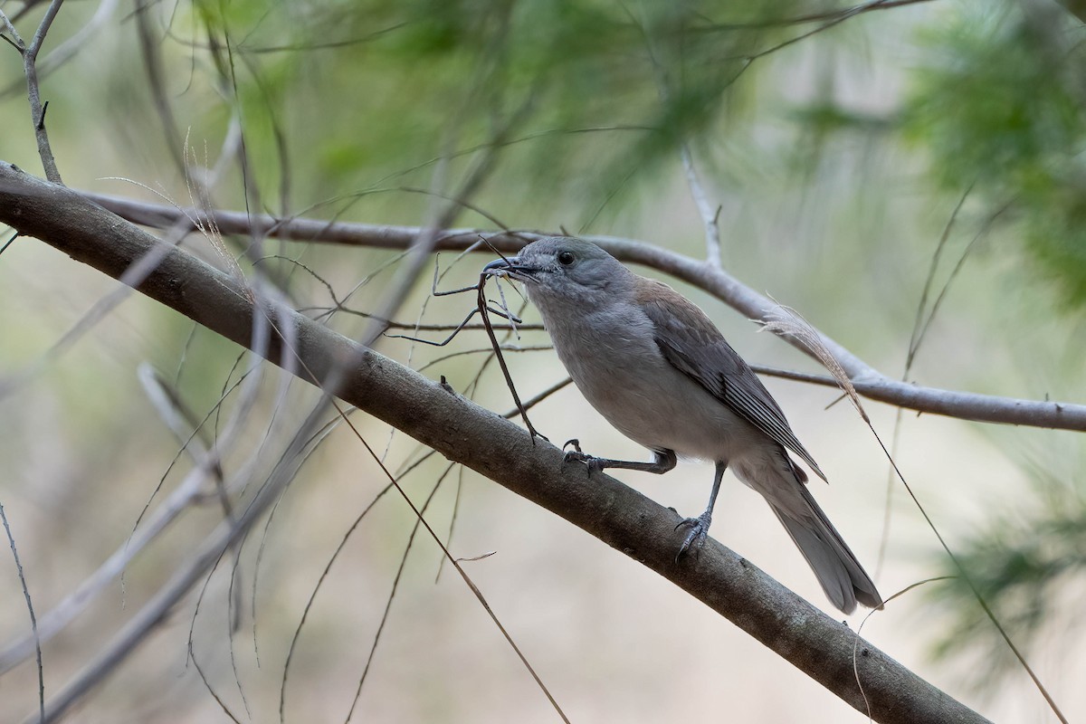 Gray Shrikethrush - Gustino Lanese