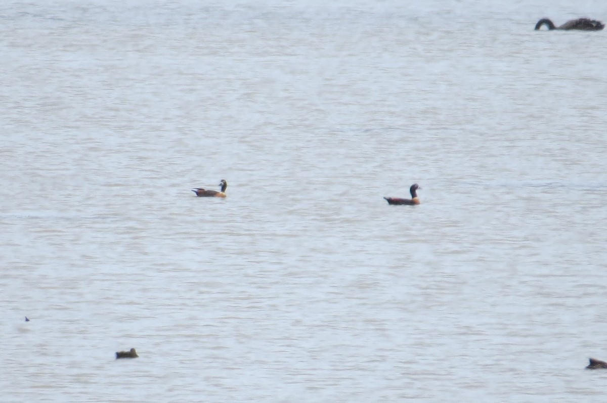 Australian Shelduck - ML612420373