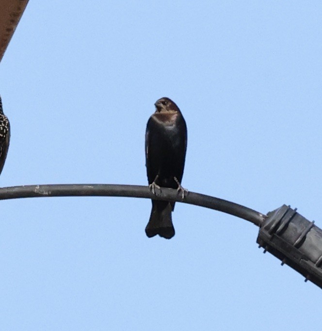 Brown-headed Cowbird - ML612420375