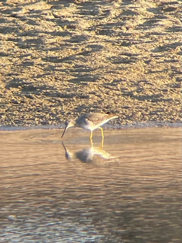 Greater Yellowlegs - ML612420383