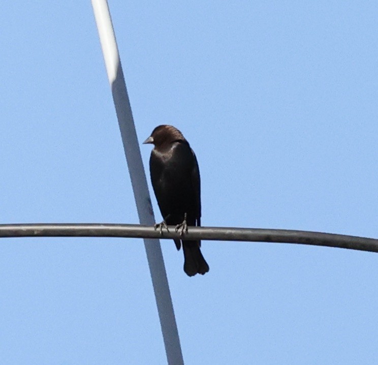 Brown-headed Cowbird - ML612420400