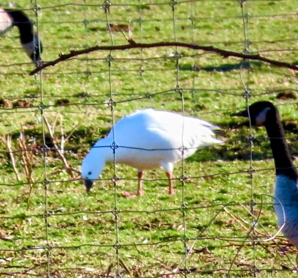 Ross's Goose - ML612420429