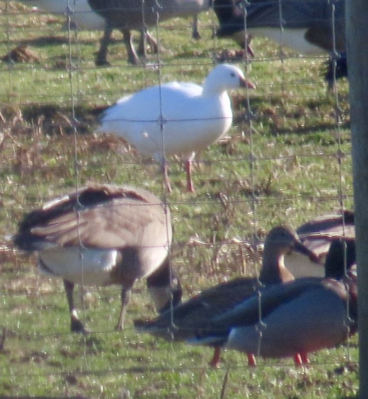 Ross's Goose - ML612420455