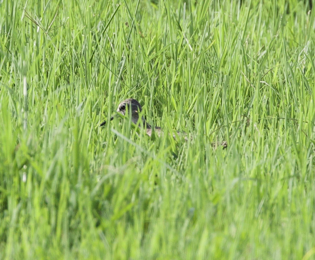 Green Sandpiper - ML612420491