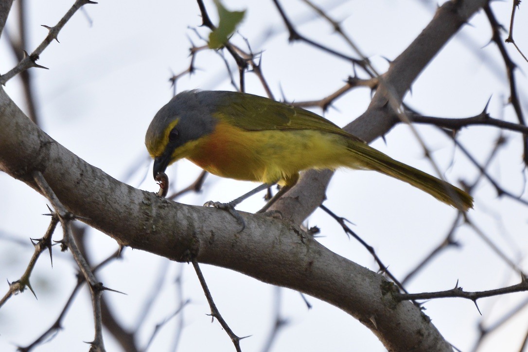 Sulphur-breasted Bushshrike - ML612420566