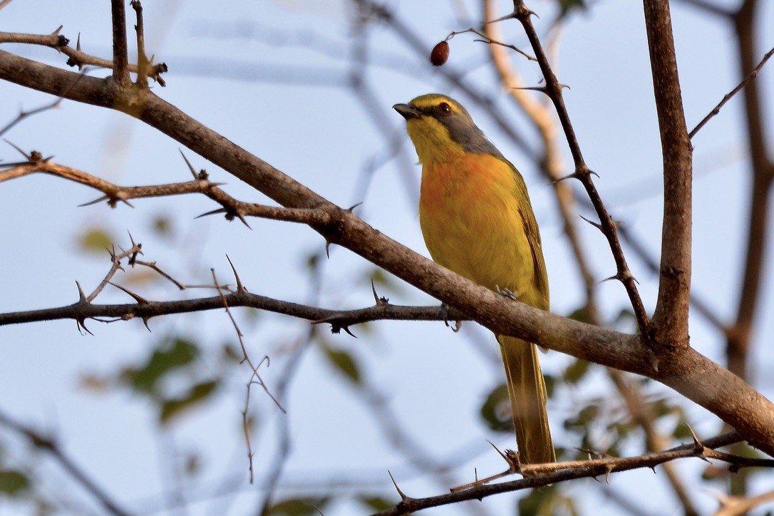 Sulphur-breasted Bushshrike - ML612420567