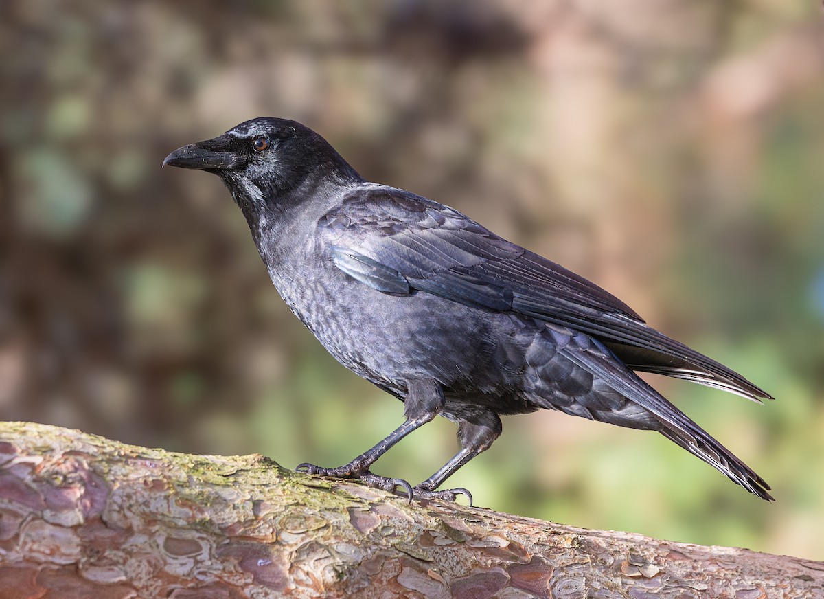 American Crow - ML612420613