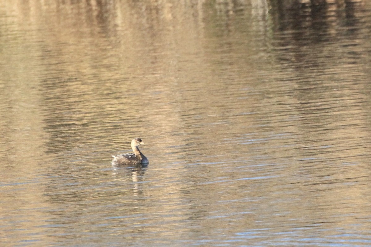 Pied-billed Grebe - ML612420621