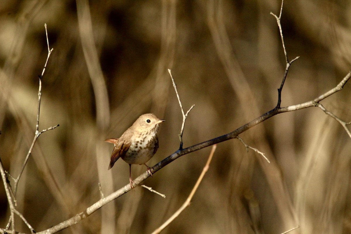 Hermit Thrush - ML612420659