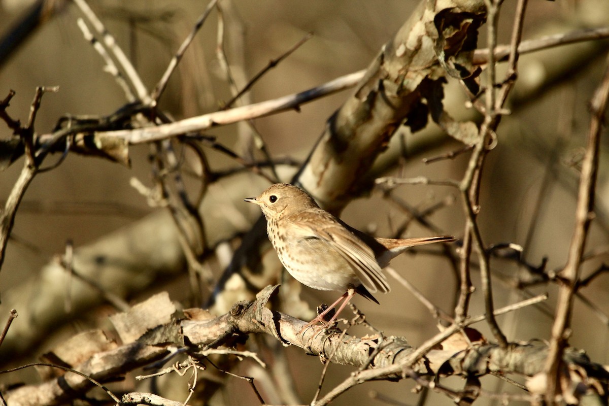 Hermit Thrush - ML612420661