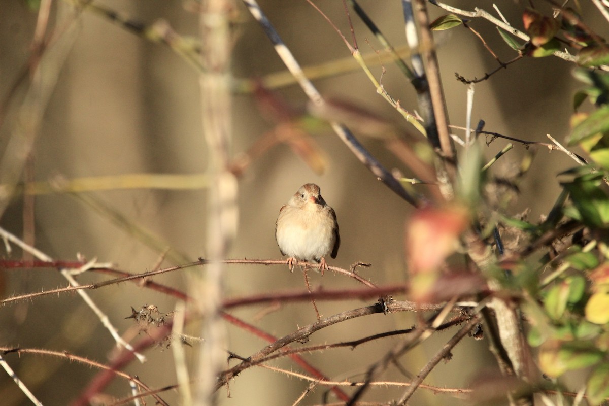 Field Sparrow - Logan Anderson