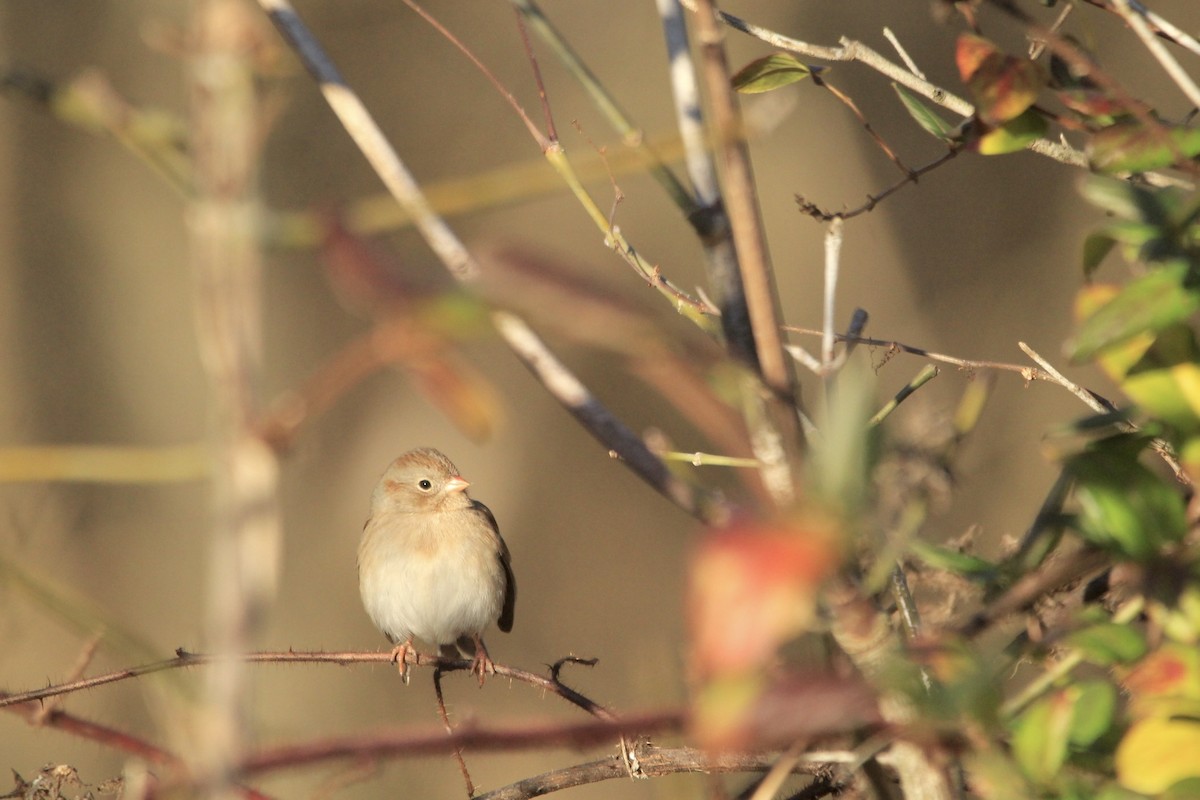 Field Sparrow - ML612420673