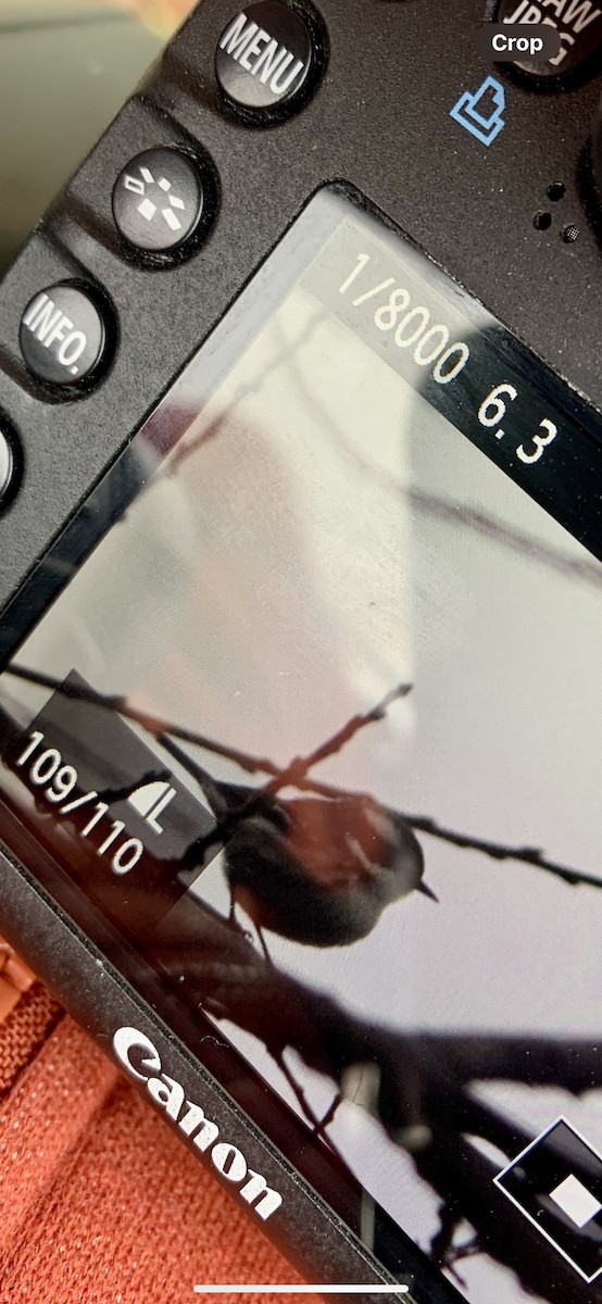 Black-throated Gray Warbler - ML612420710