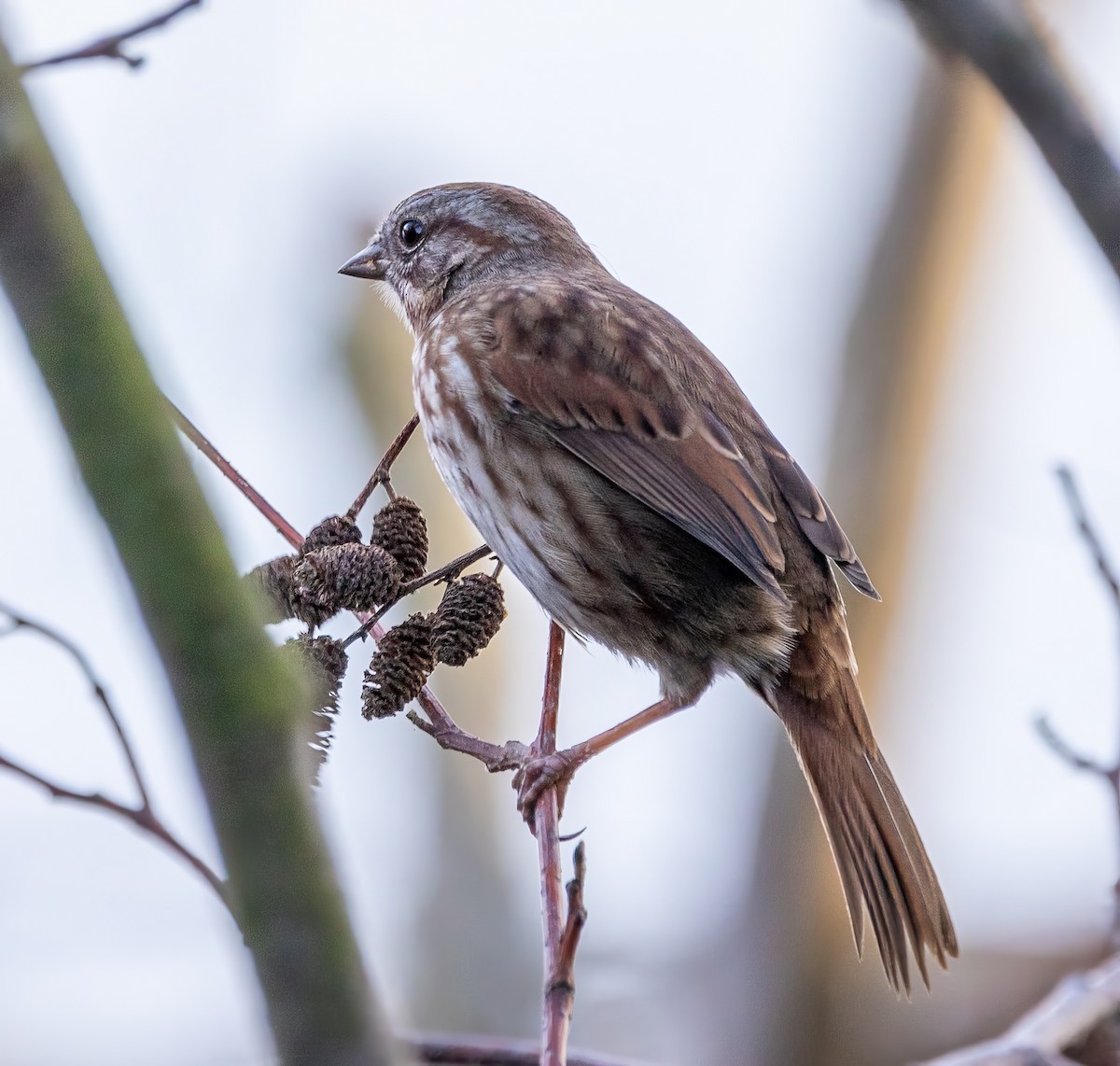 Song Sparrow - ML612420726