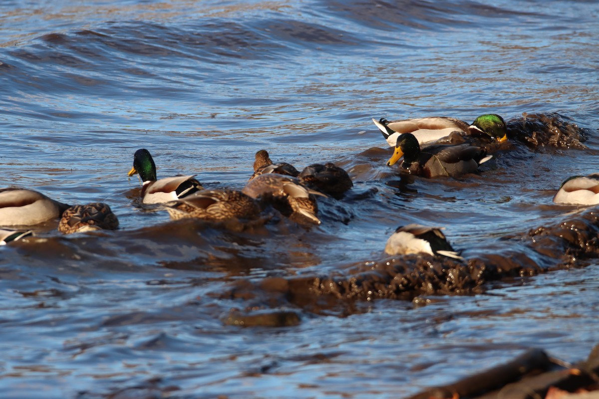 Canard colvert - ML612420799