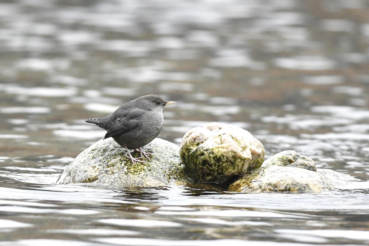 American Dipper - Gaelin Armstrong