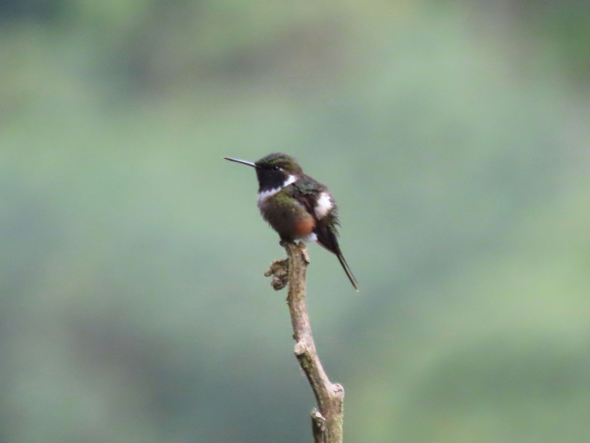 Purple-throated Woodstar - Nicholas Asreen