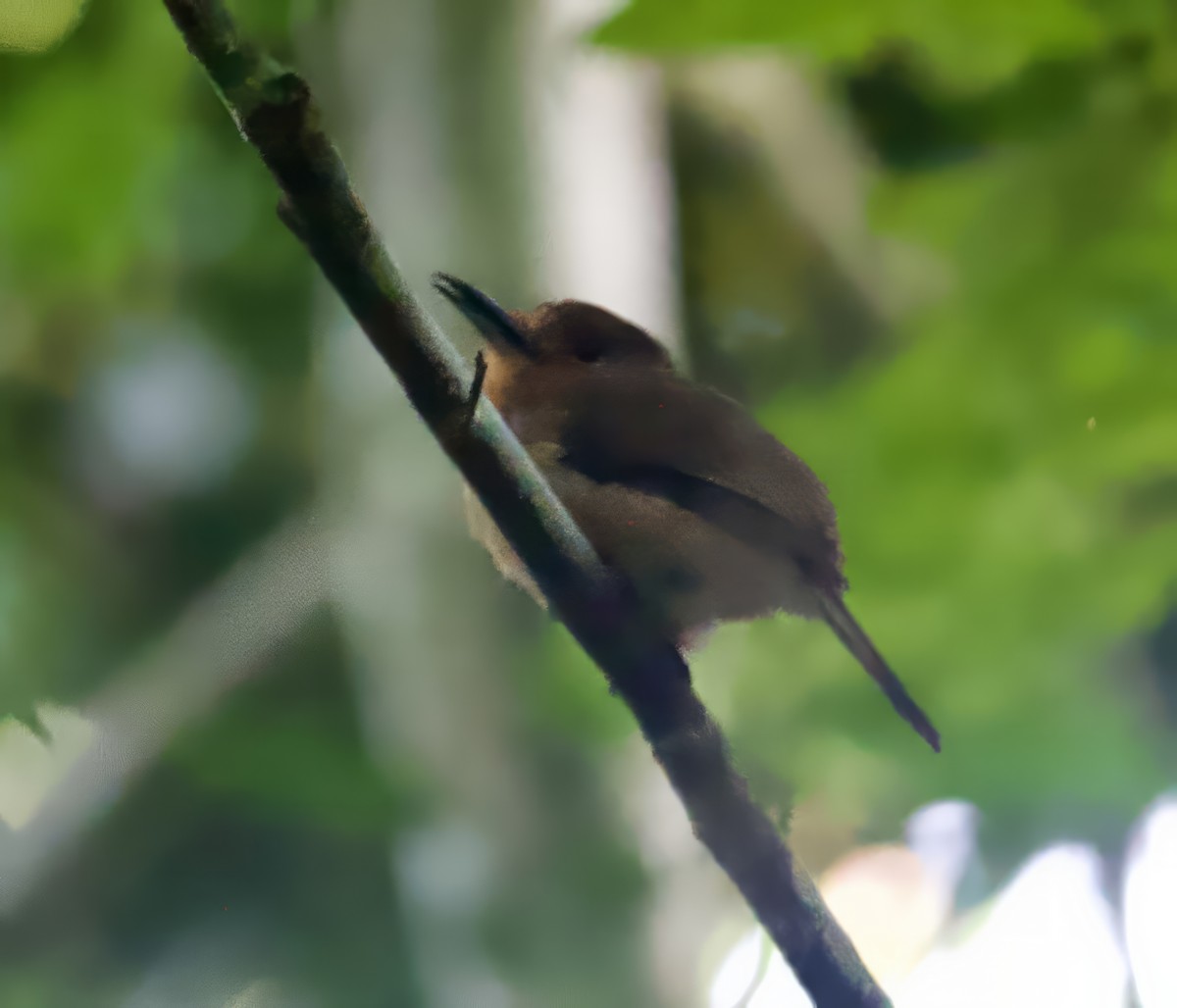 Fulvous-chinned Nunlet - John Gregory