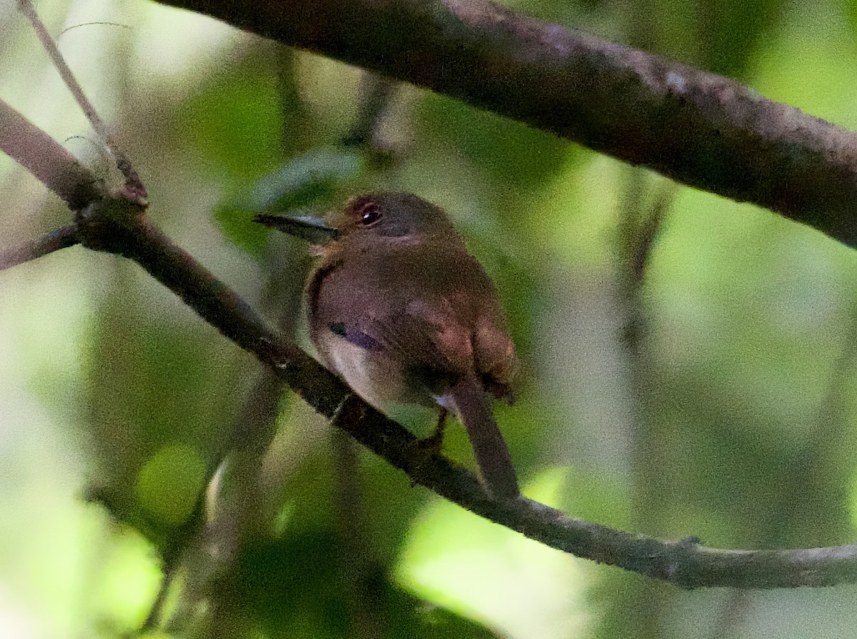 Fulvous-chinned Nunlet - ML612421054