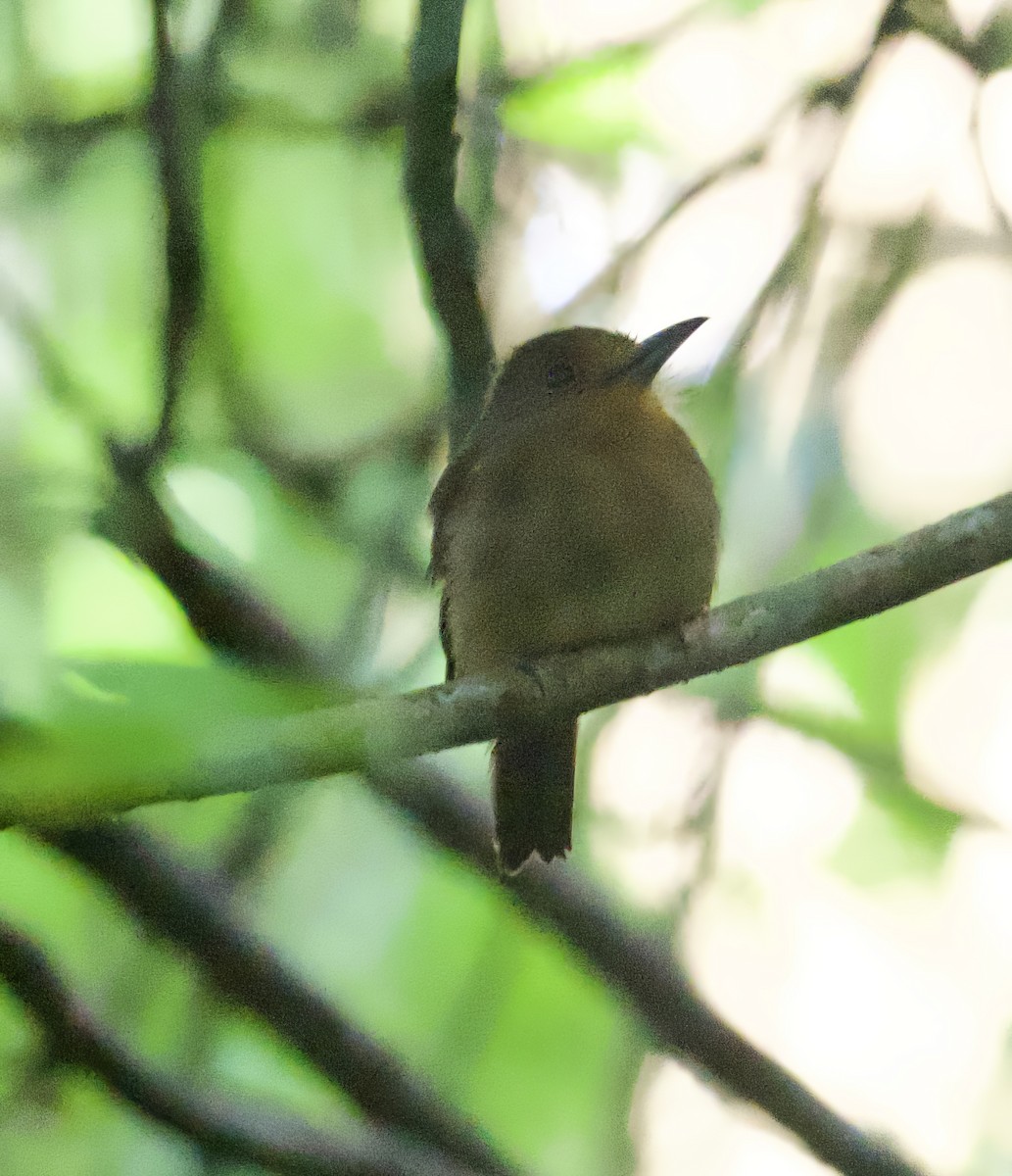 Fulvous-chinned Nunlet - ML612421059