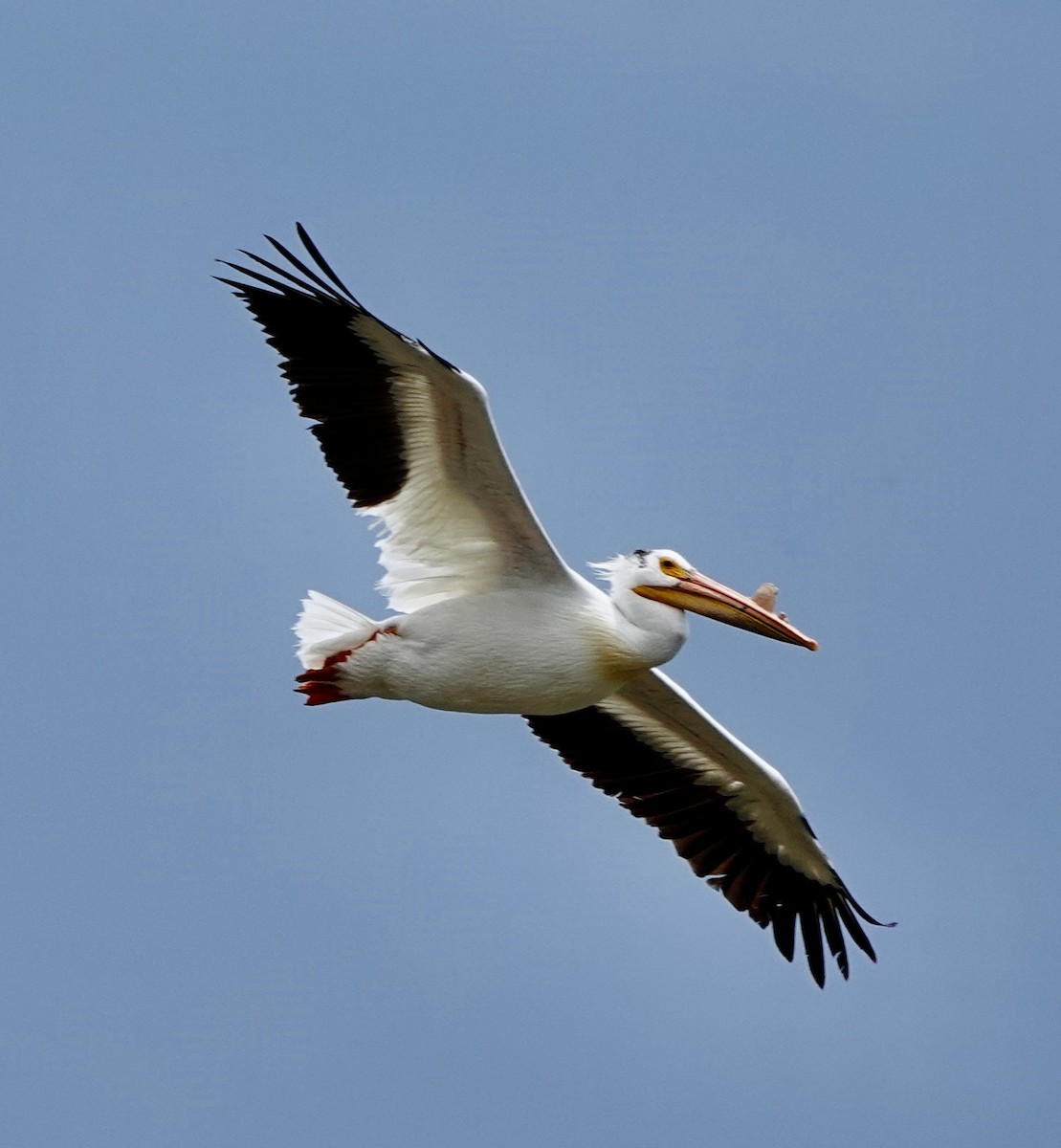 American White Pelican - ML612421060