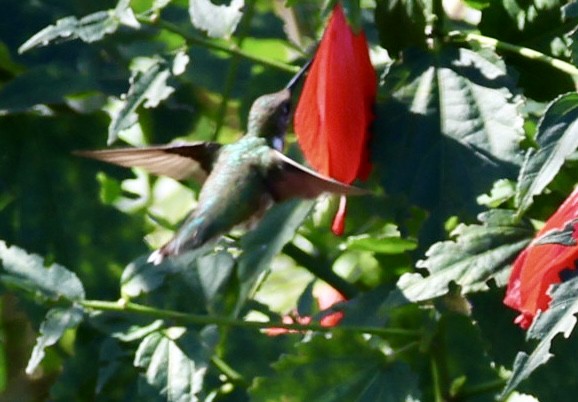Ruby-throated Hummingbird - Audrey Appleberry