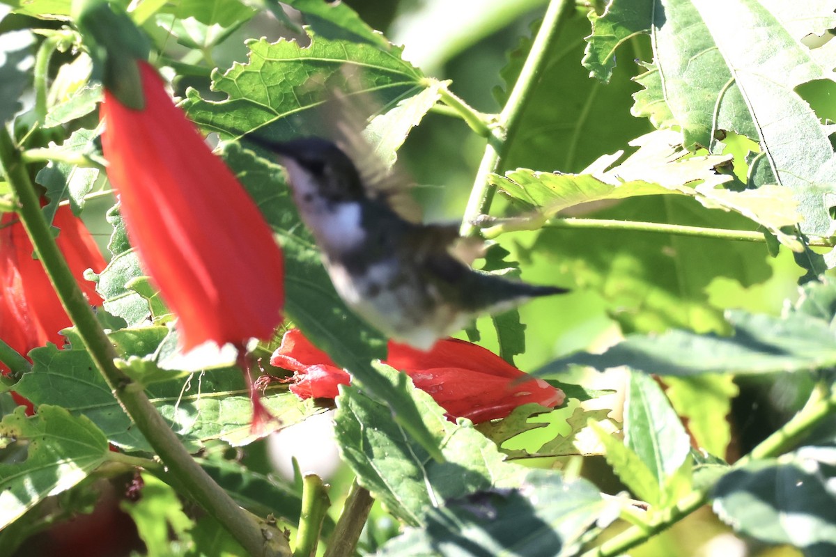 Ruby-throated Hummingbird - ML612421083