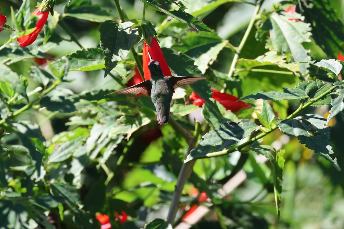 Ruby-throated Hummingbird - ML612421086