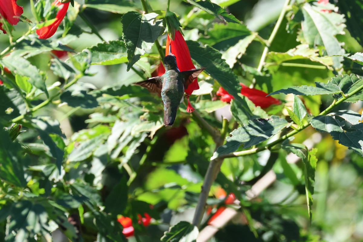 Ruby-throated Hummingbird - ML612421087