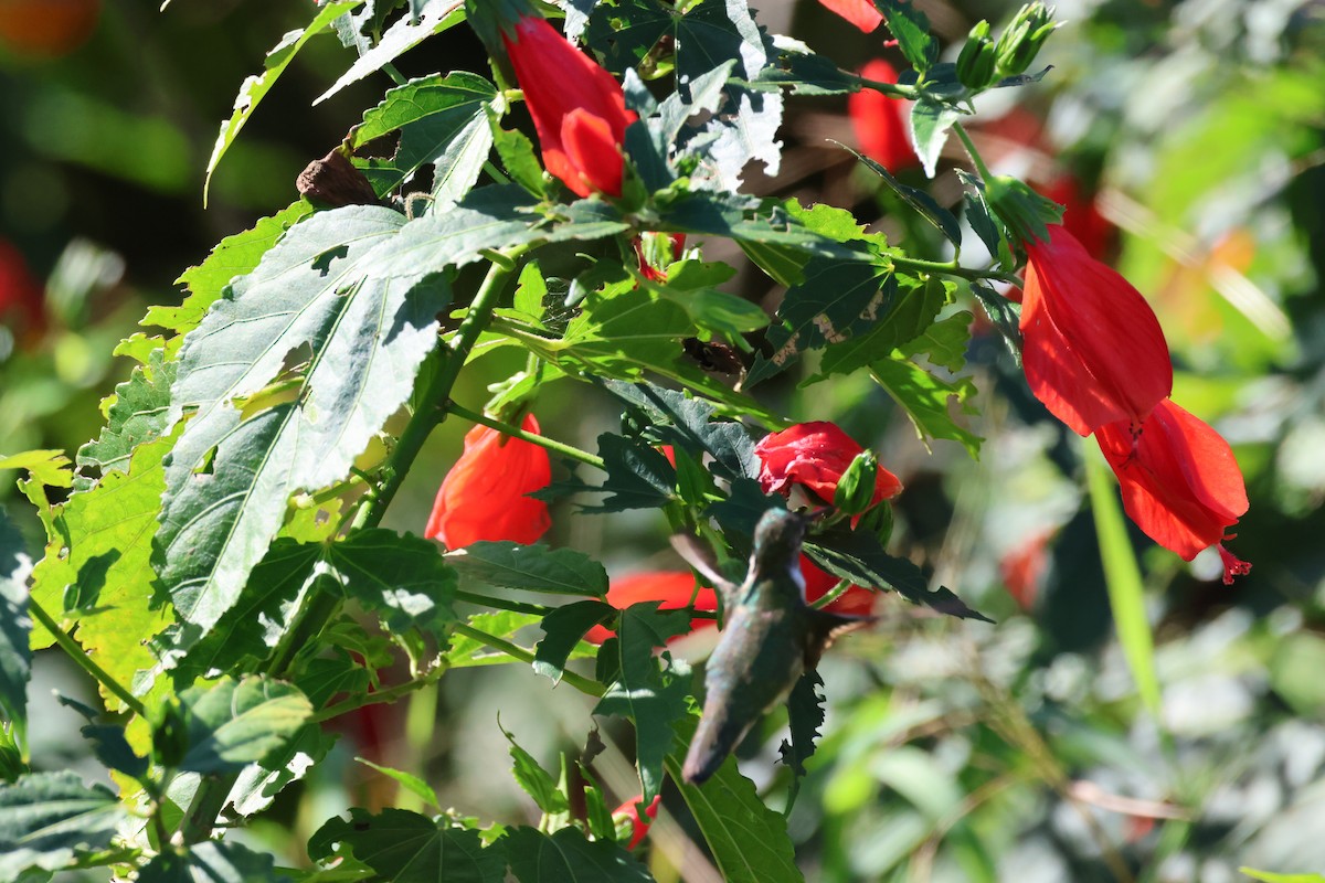 Ruby-throated Hummingbird - ML612421088