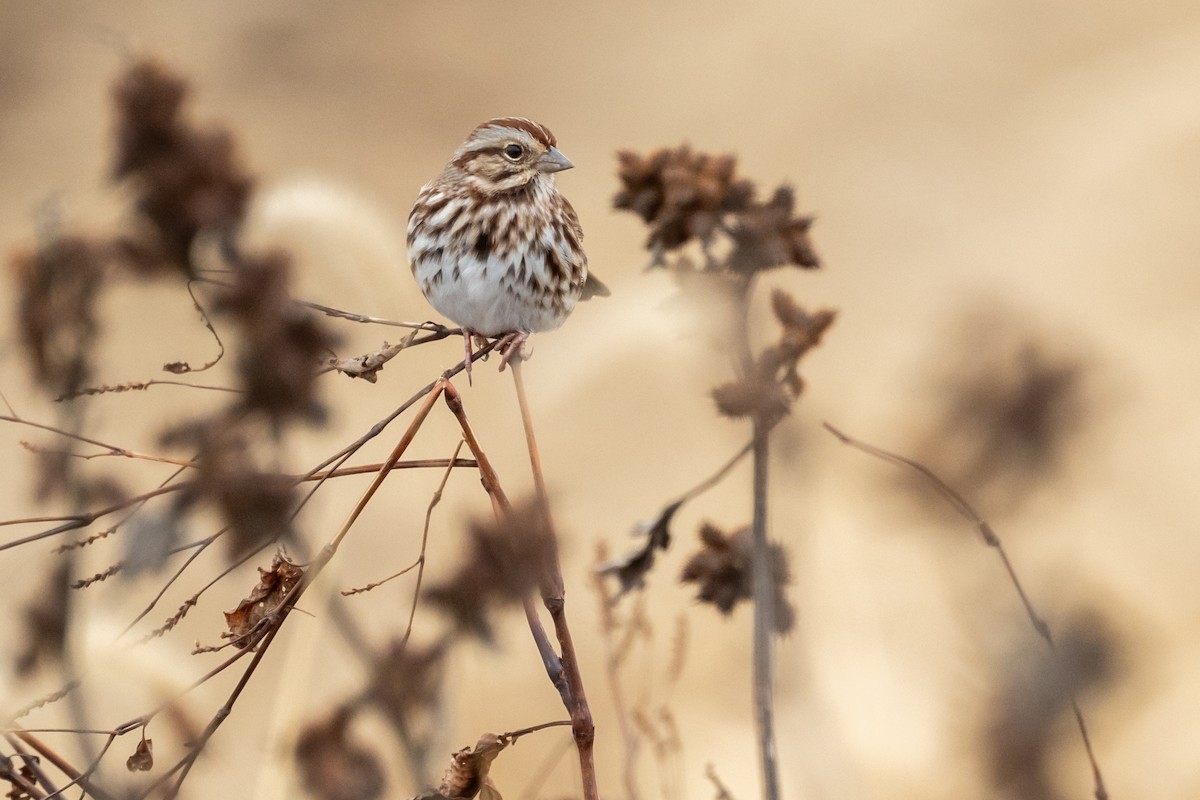 Song Sparrow - ML612421139