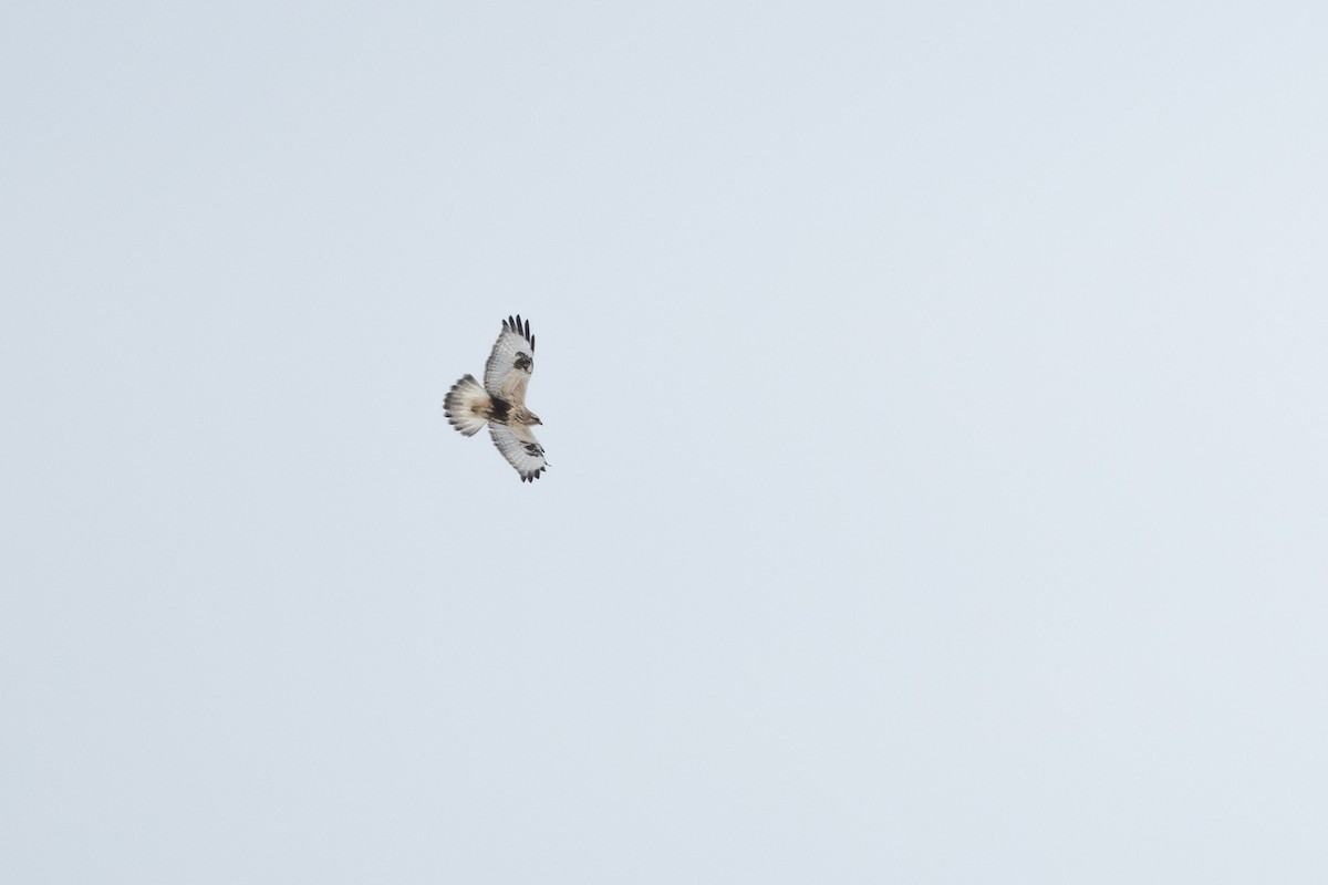 Rough-legged Hawk - ML612421145