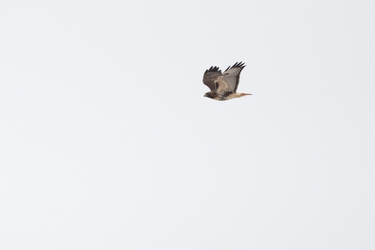 Red-tailed Hawk (abieticola) - ML612421147