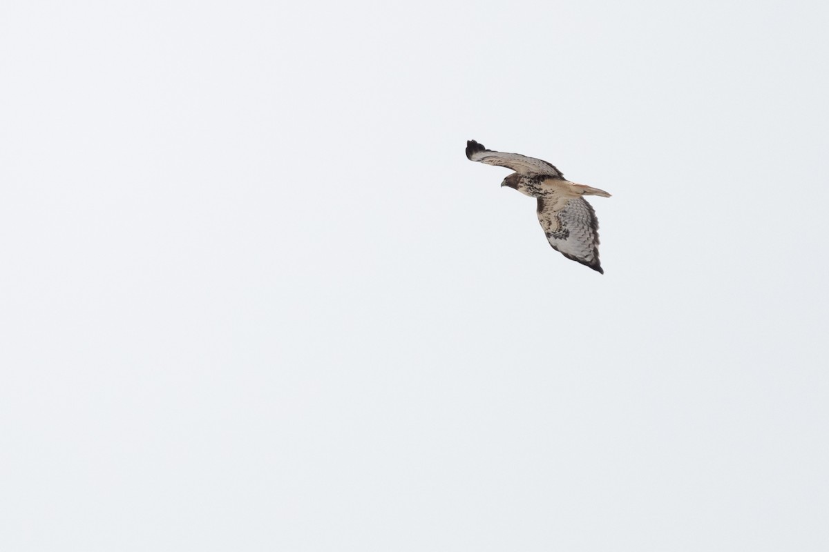 Red-tailed Hawk (abieticola) - ML612421148