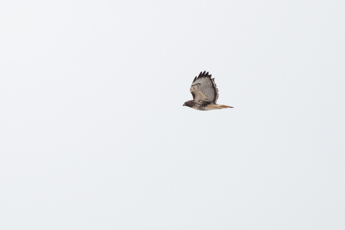 Red-tailed Hawk (abieticola) - ML612421149