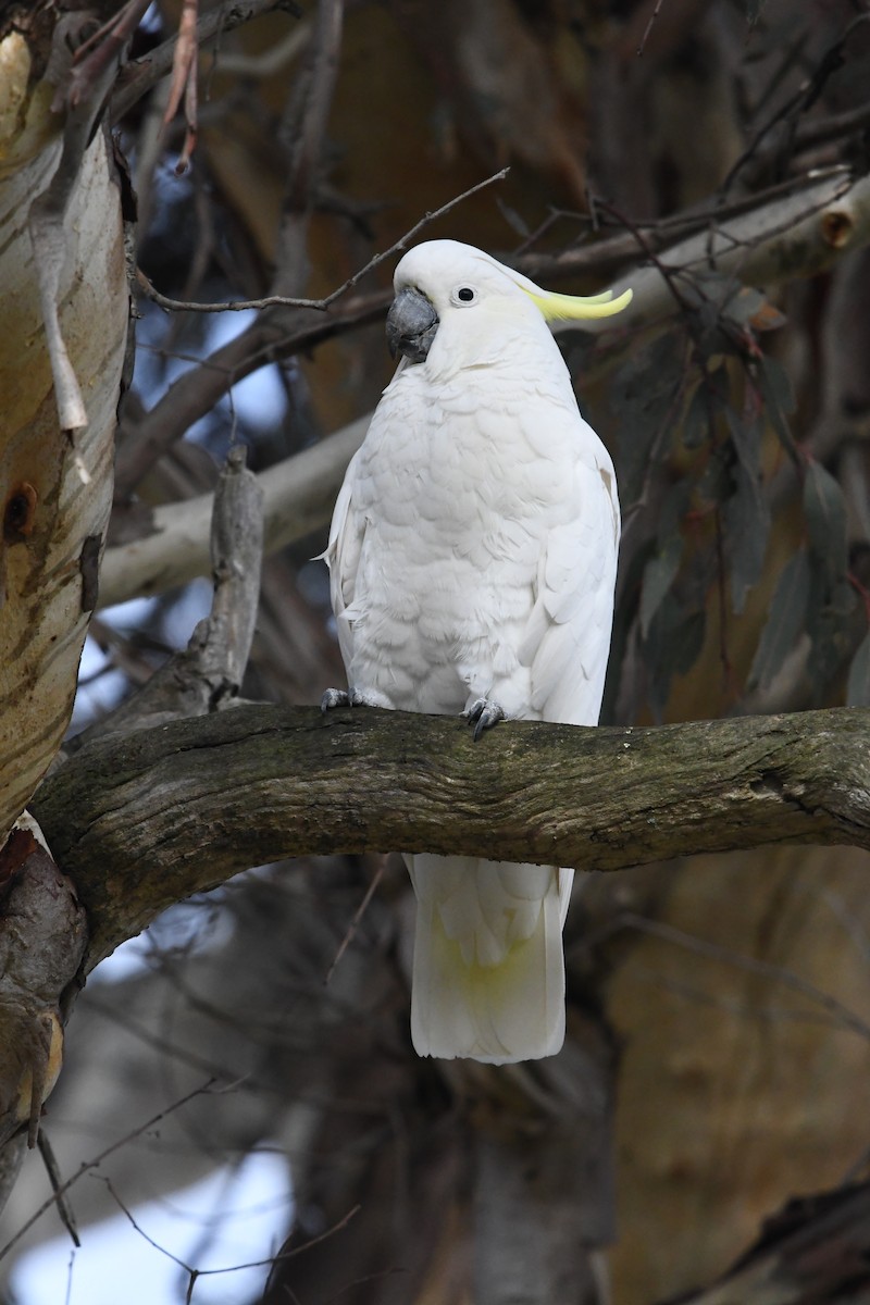 Sulphur-crested Cockatoo - Eryn Woernley