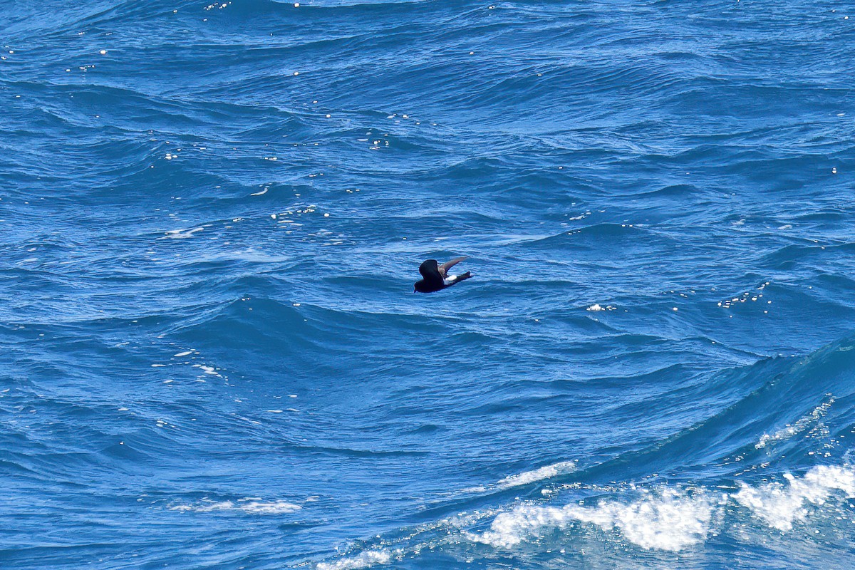 Wilson's Storm-Petrel - Doug Hommert