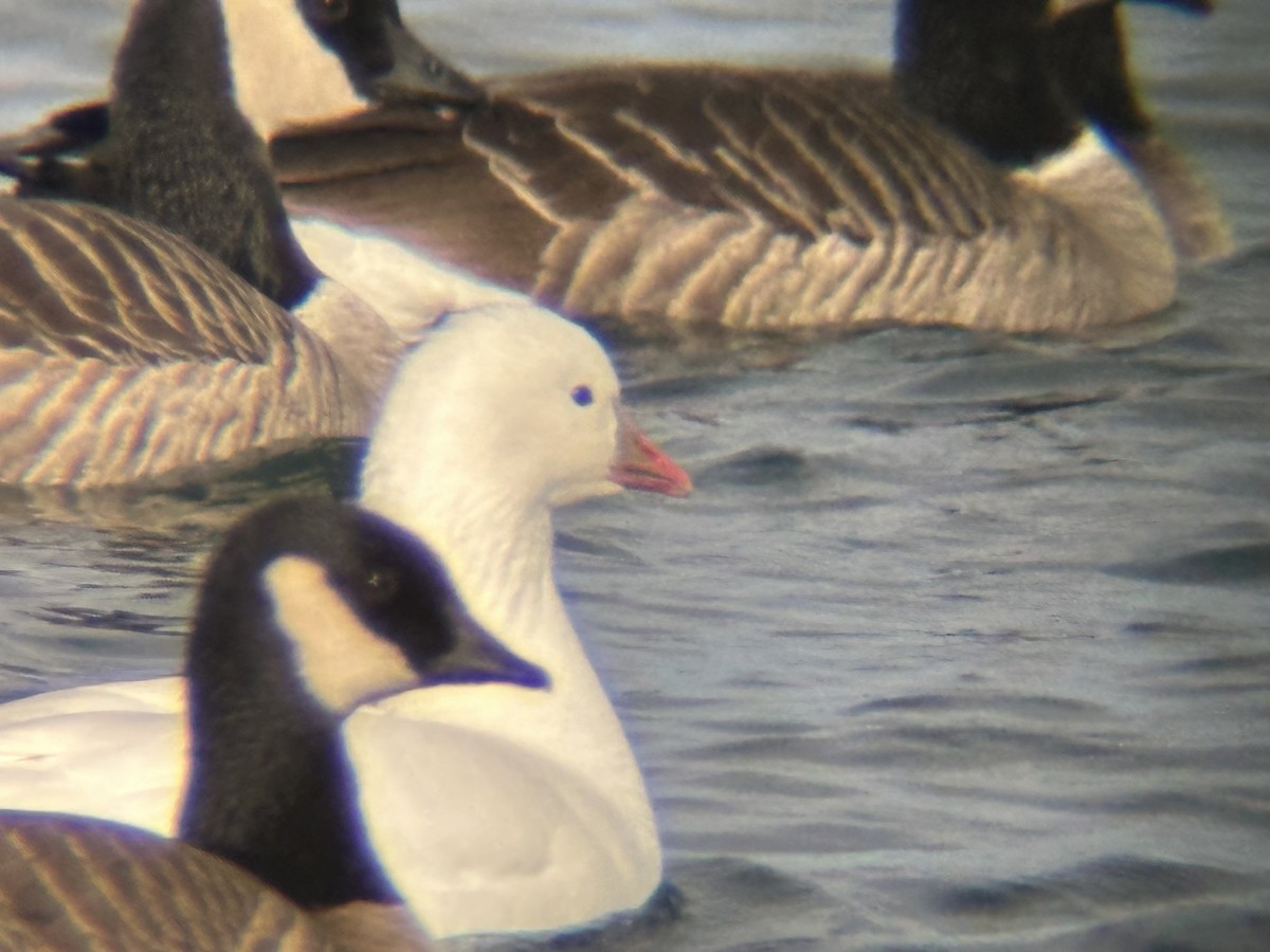 Ross's Goose - ML612421319