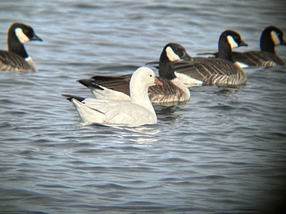 Ross's Goose - ML612421320