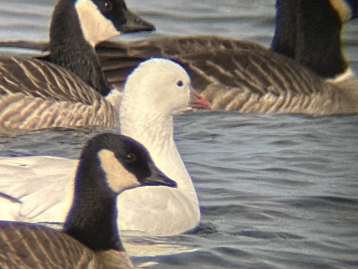 Ross's Goose - ML612421322