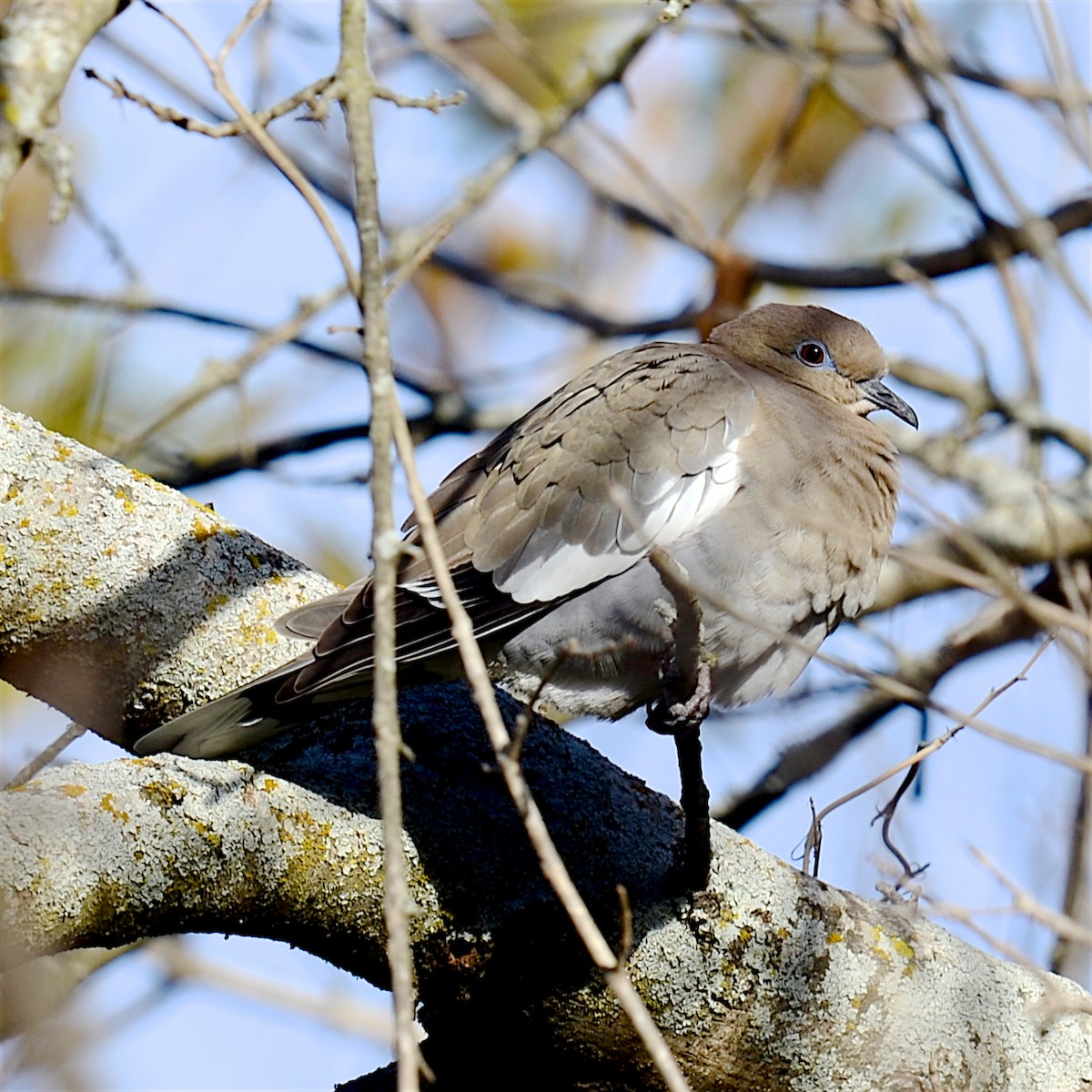White-winged Dove - ML612421407