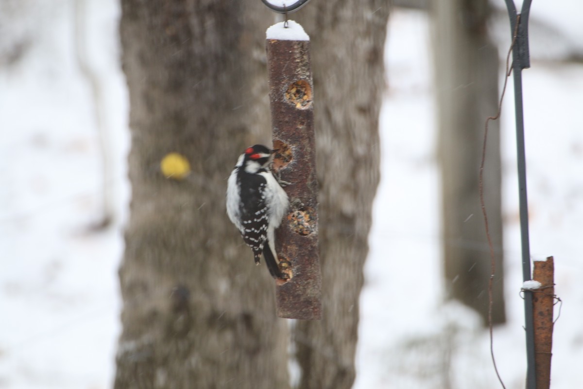 Hairy Woodpecker - ML612421420