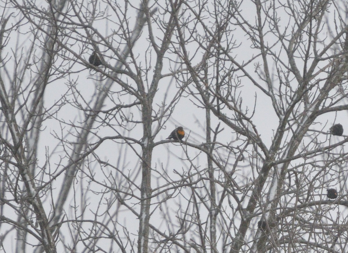 Yellow-headed Blackbird - ML612421435