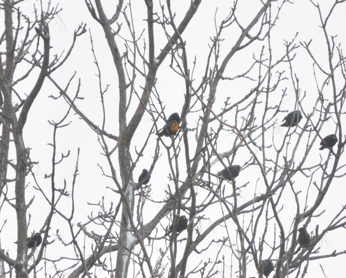 Yellow-headed Blackbird - ML612421437