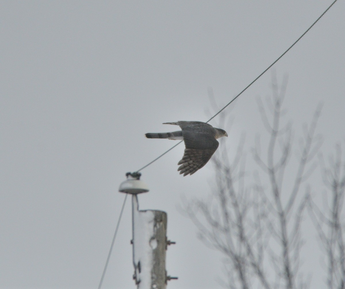 Cooper's Hawk - Louis Lemay