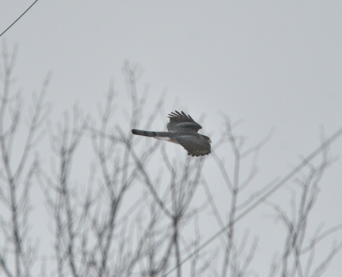 Cooper's Hawk - ML612421460