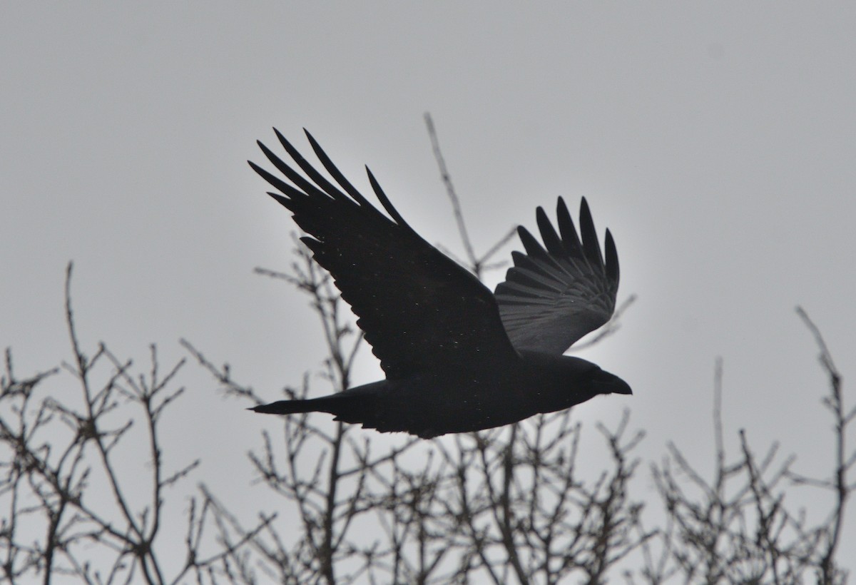 Common Raven - Louis Lemay