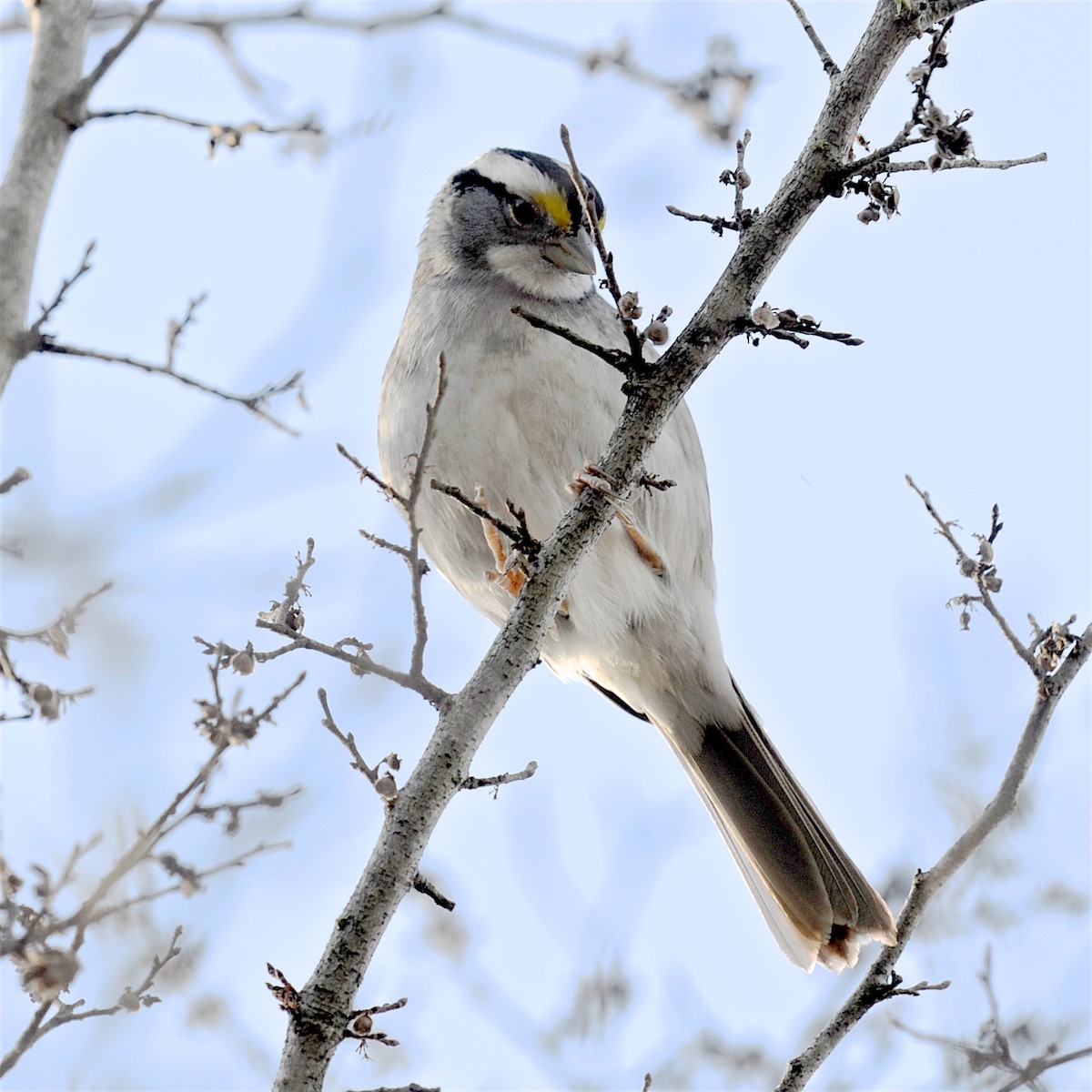 White-throated Sparrow - ML612421485
